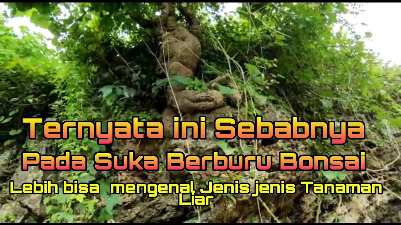 Ternyata ini sebabnya pada suka Berburu Bonsai