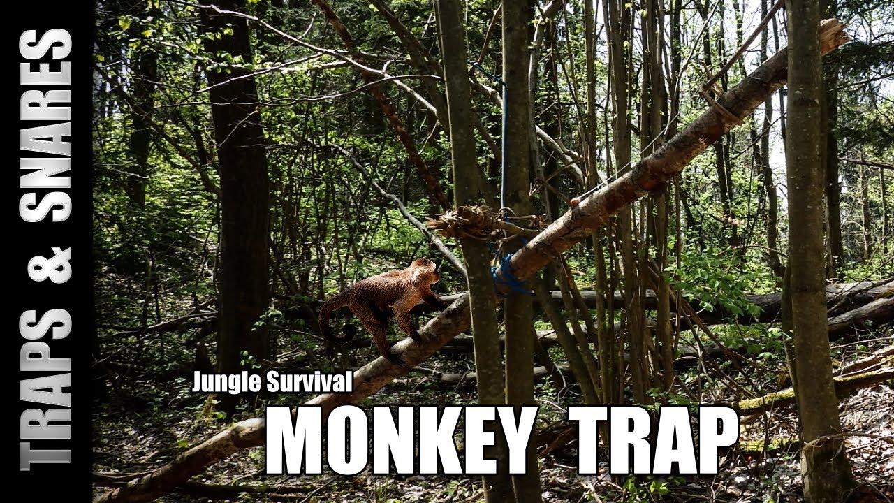 Jungle Survival: How to Build the INSTANT KILL Monkey Trap for Protein!