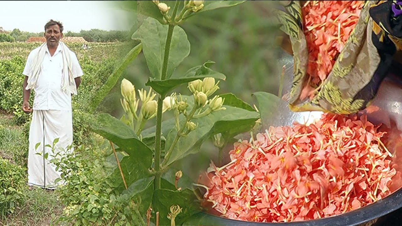 இயற்கையான முறையில் மல்லி & கனகாம்பரம் சாகுபடி மூலம் நல்ல லாபம் பெரும் விவசாயி | Malarum Bhoomi