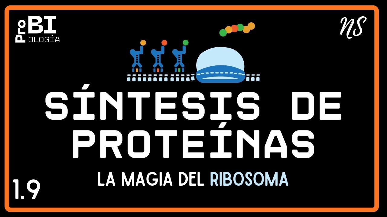 1.9. SÍNTESIS DE PROTEÍNAS (NS) Bachillerato Internacional Tema D1.2