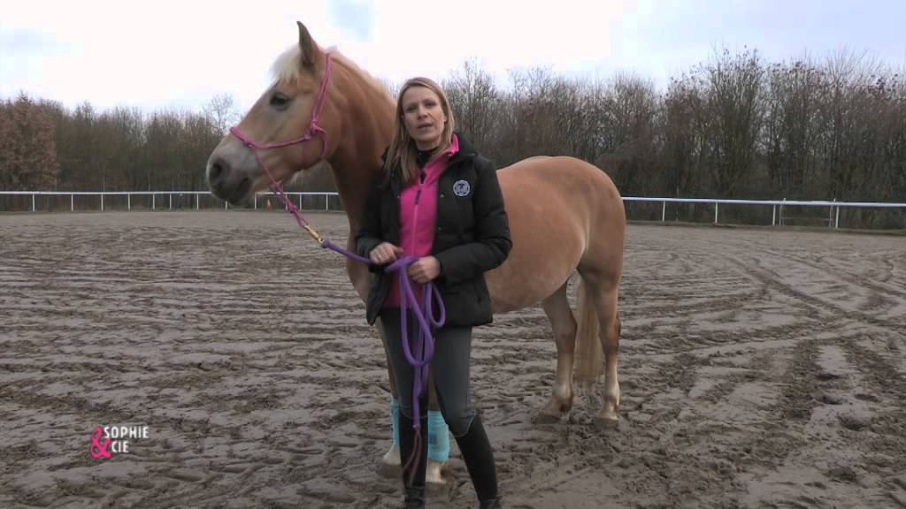 Mon cheval ne veut plus monter dans le van - Equidia Life