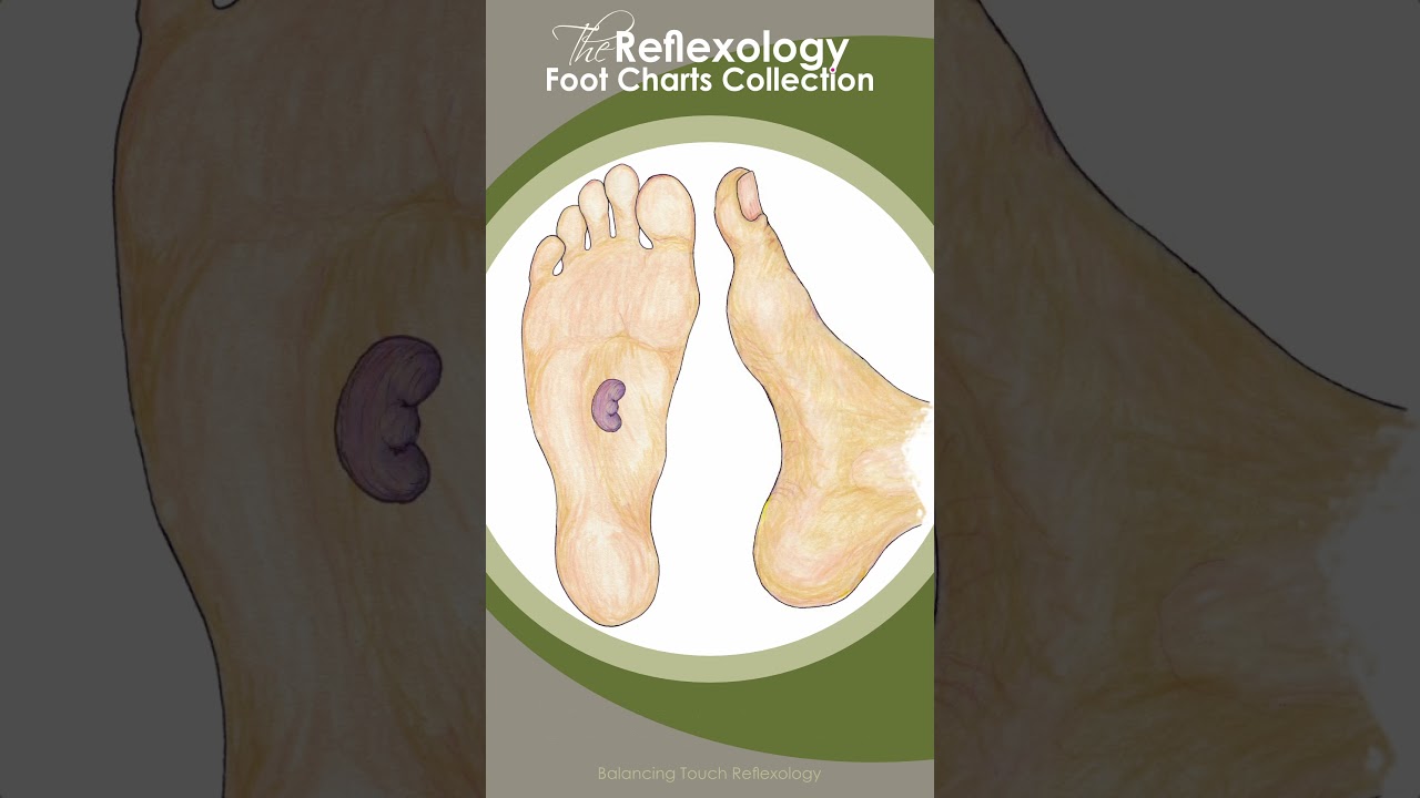 Visual Reflexology - The Urinary System #balancingtouchreflexology