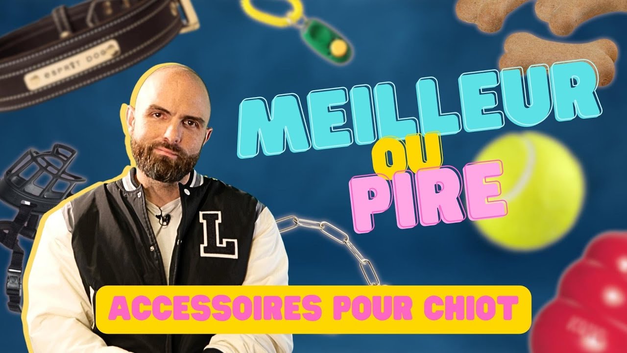 Les PIRES et les MEILLEURS accessoires pour chiot !