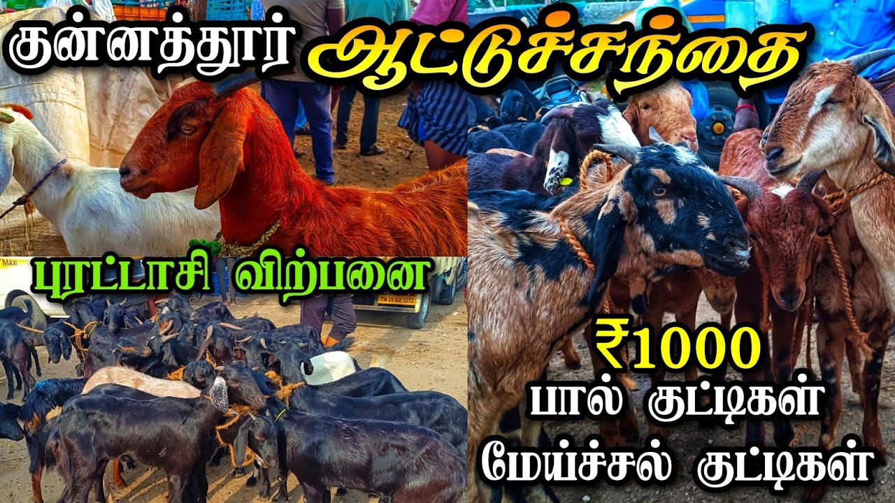 பெரிய ஆட்டுச்சந்தை குன்னத்தூர் | ₹1000 முதல் ₹50,000 வரை ஆடுகள் | இவ்ளோ பெரிய ஆடுகளா?