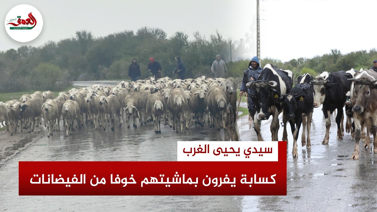 في سباق مع الخطر.. كسابة  ضواحي سيدي يحيى الغرب يفرون بماشيتهم نحو بر الأمان خوفا من الفيضانات