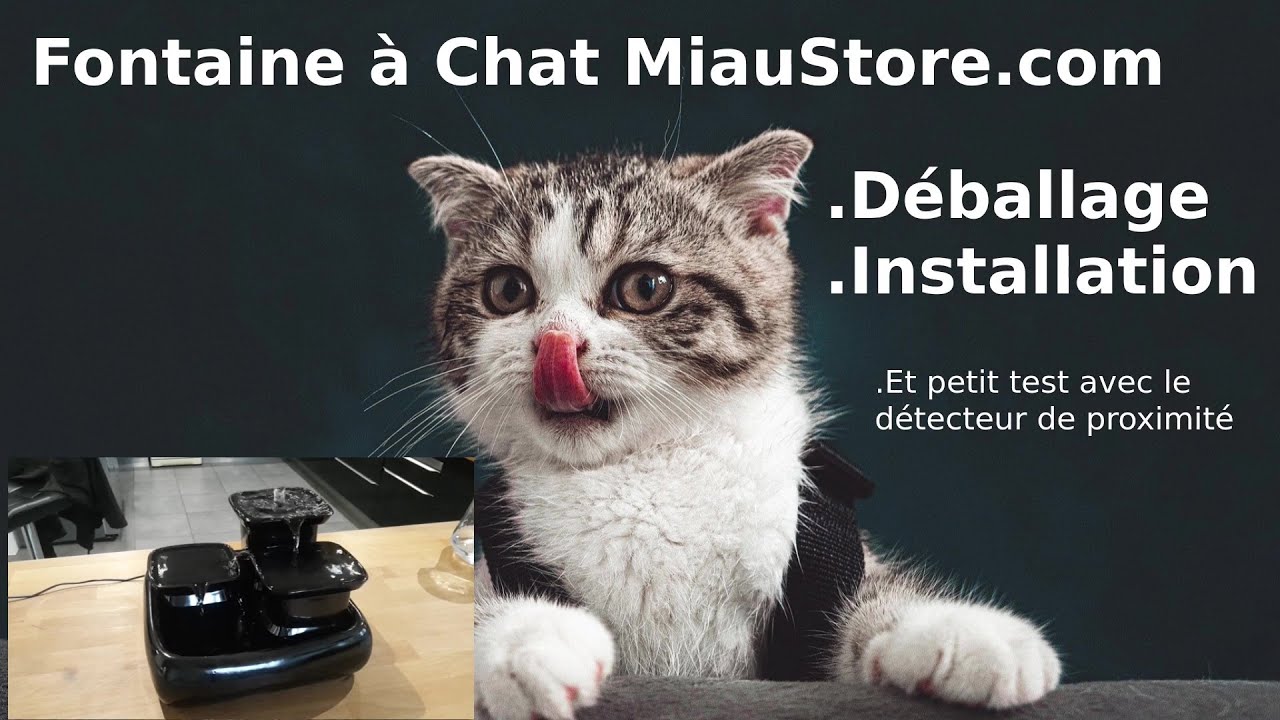 Fontaine à Chat Miaustore