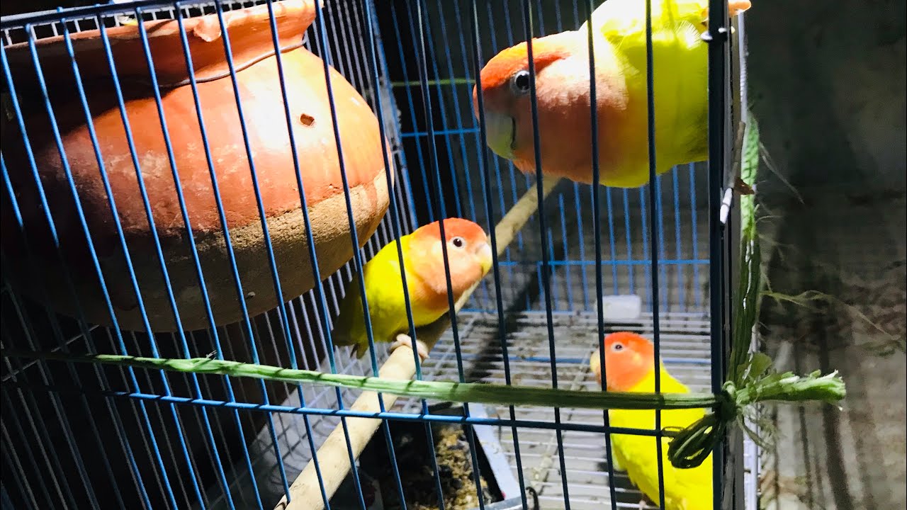 3 birds in one cage #reaction #viralbird #viralvideo #masaallah @growlife @Hasnaliving