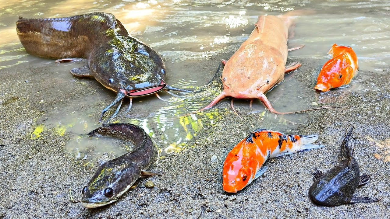 Menangkap ikan lele raksasa dalam lubang, ikan hias, ikan koi, ikan gabus ikan cupang ikan sapu sapu