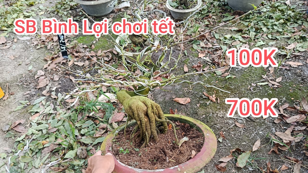 Mai SB Bình Lợi chơi tết. ĐT 0767.233.171. Vườn mai Thầy Kính. Ngày 28/1/2026