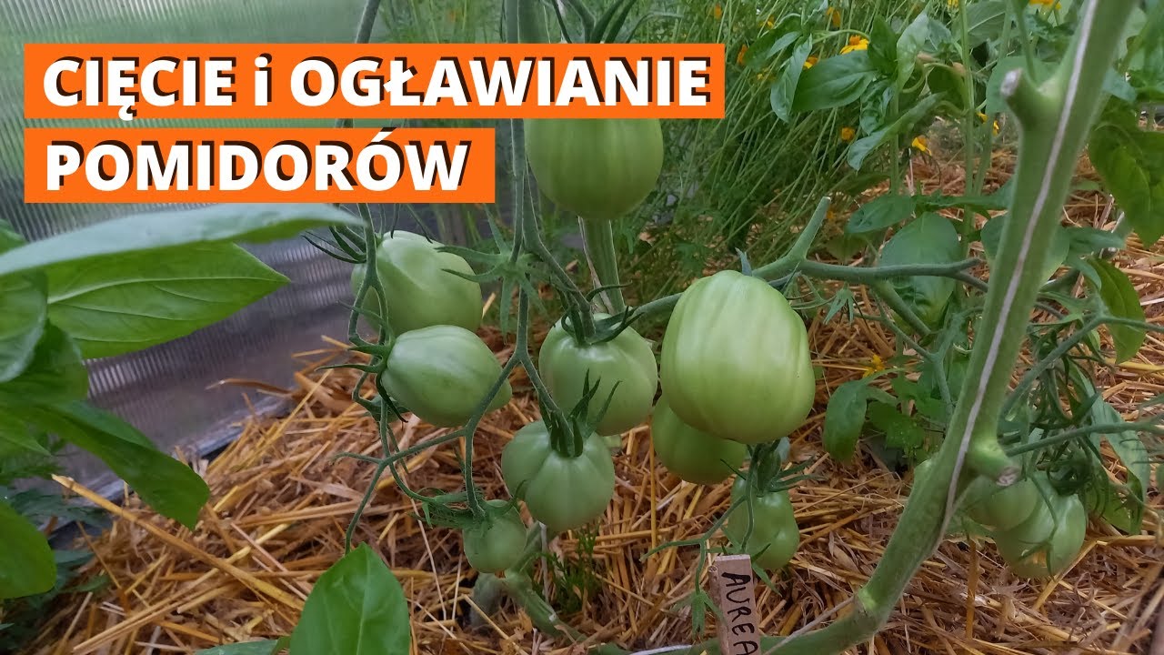 Jak usuwać liście? Jak ogławiać pomidory? Zapobieganie chorobom grzybowym pomidorów