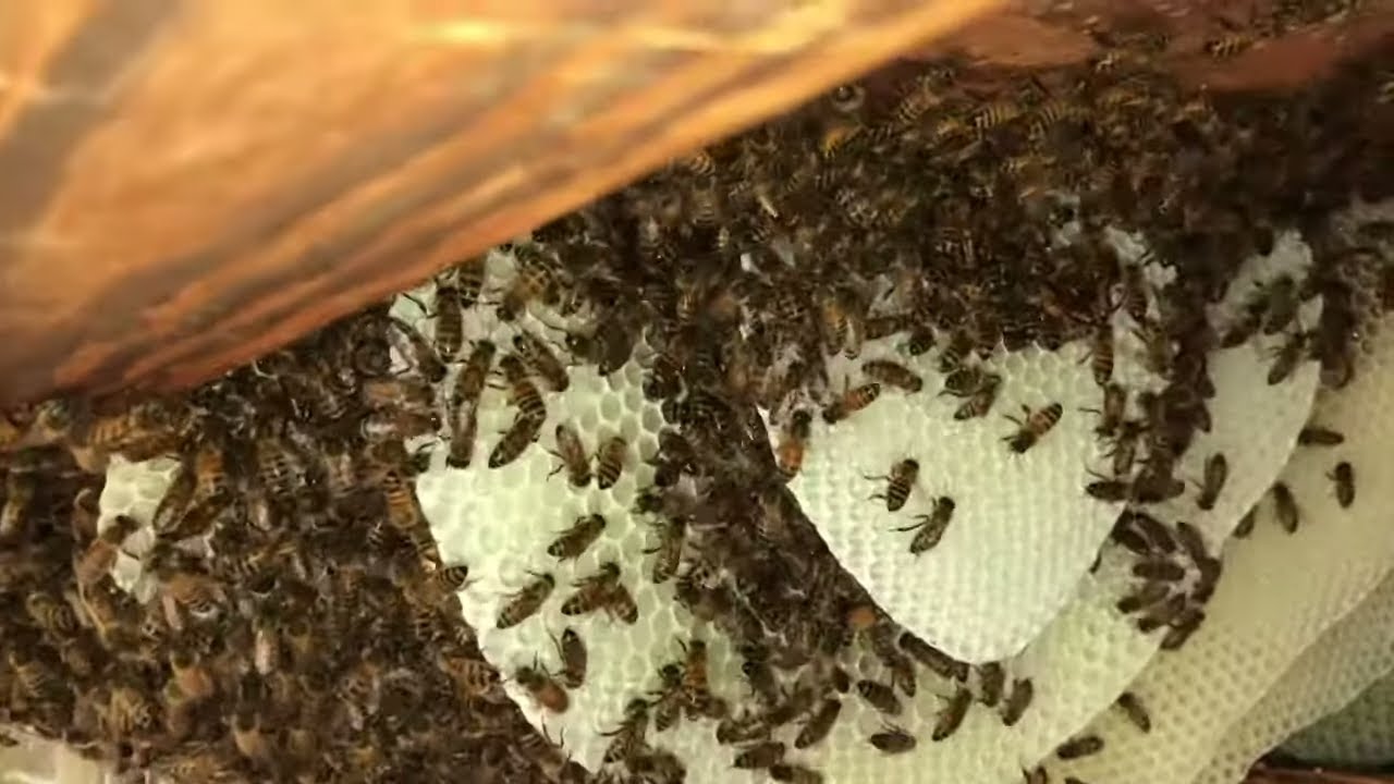 Can Honey Bees Really Do All This In 3 Days?
