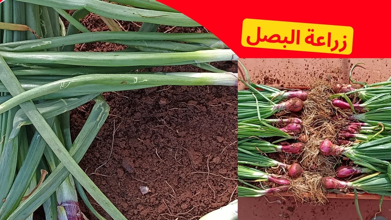 أسهل طريقة لزراعة البصل من الإنبات إلى الحصاد