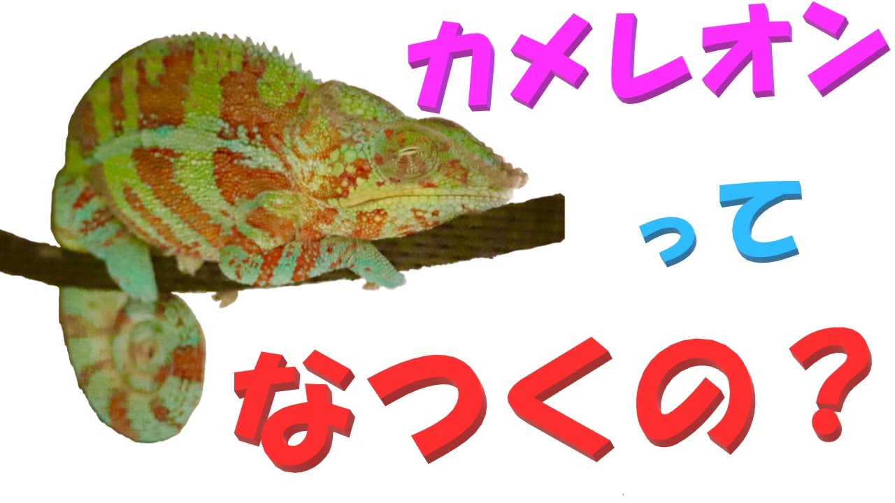 カメレオンって懐くの？【カメレオン飼育】