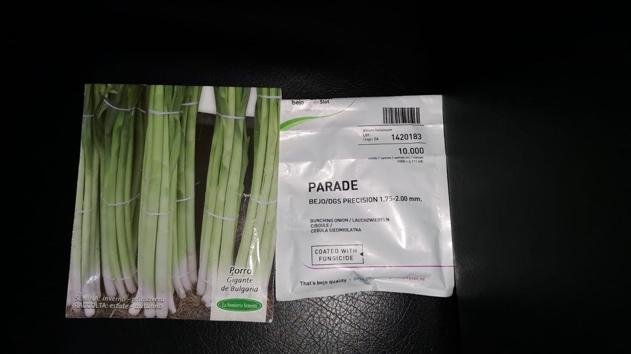 CUM FACEM RASAD DE CEAPA VERDE SI PRAZ !