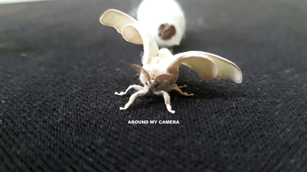 Fluffy Story of a SUPER Butterfly Laying 1000 eggs an HOUR | Pet Moth Hatching | Cocoon hatchback