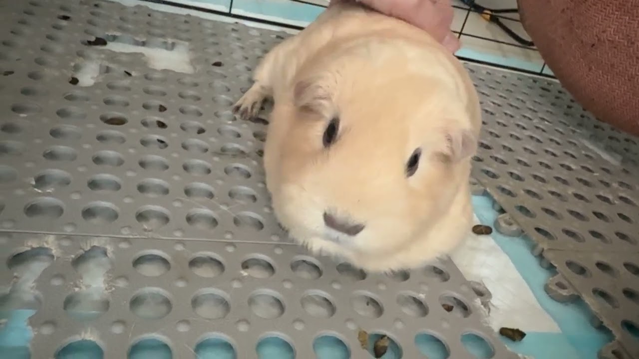 豆豆呀