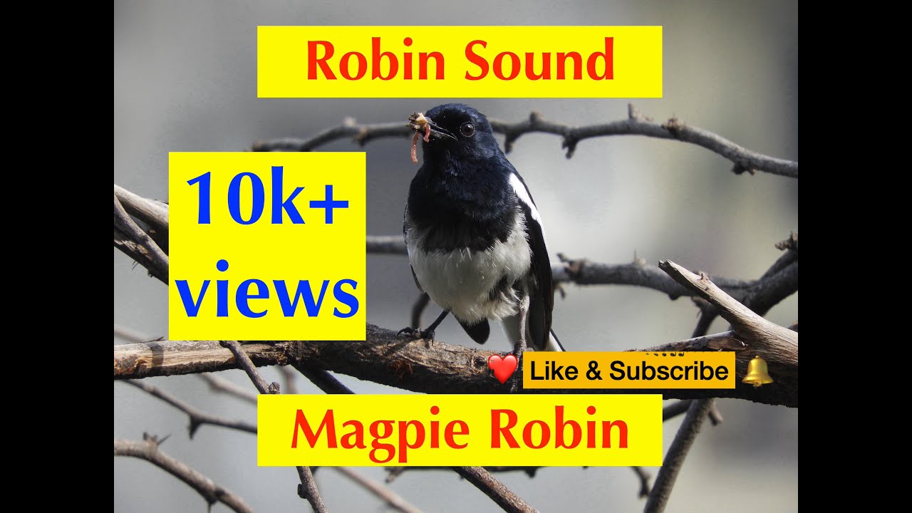 Robin sound/दहियर/Indian Magpie Robin/Delhi birds/Robin call#birding#photography #robin#birdwatching