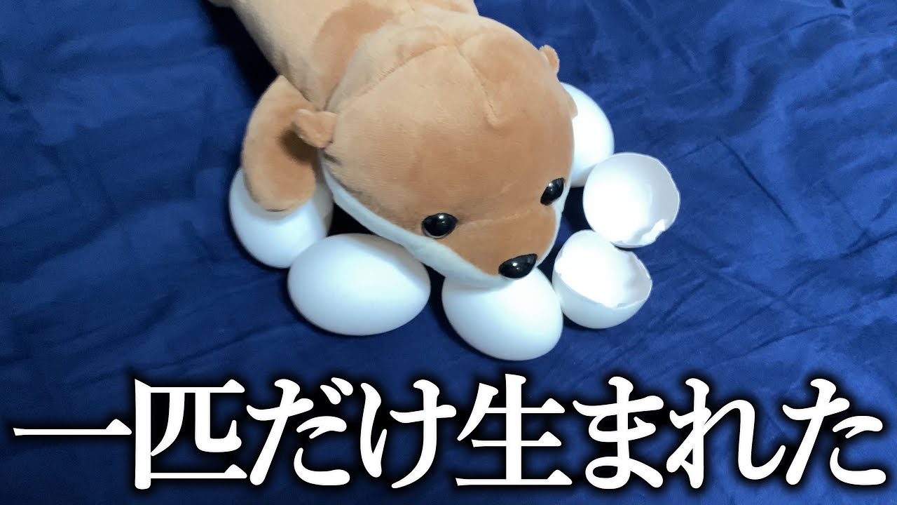 帰宅したら無数のボケが仕掛けられてる【ドッキリ】