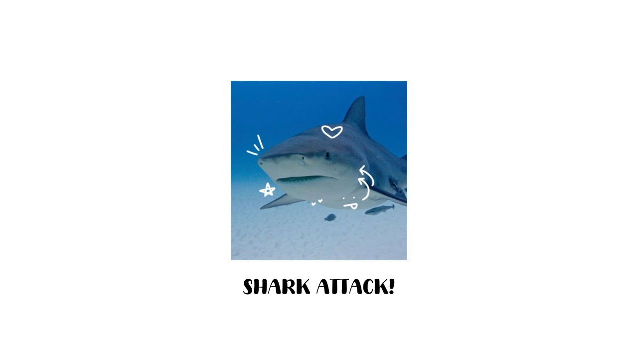 ✩₊˚ shark attack!!!, 𝒔𝒊𝒍𝒍𝒚 𝒔𝒉𝒂𝒓𝒌 𝒑𝒍𝒂𝒚𝒍𝒊𝒔𝒕 ˚˖𓍢ִִ໋🌊🦈˚˖𓍢ִ✧˚.