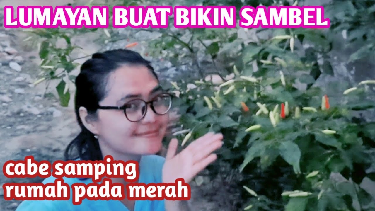 PANEN CABE RAWIT DI SAMPING RUMAH