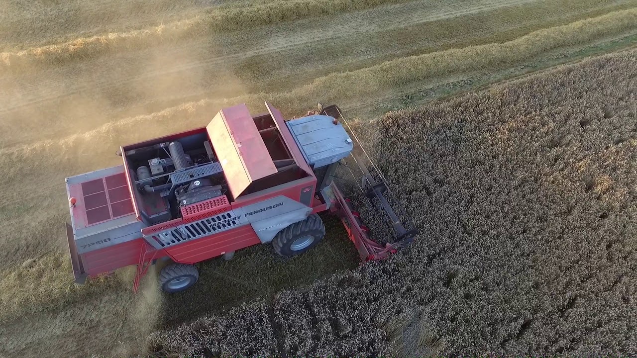 Combining Wheat 2018 - Massey Ferguson 7256