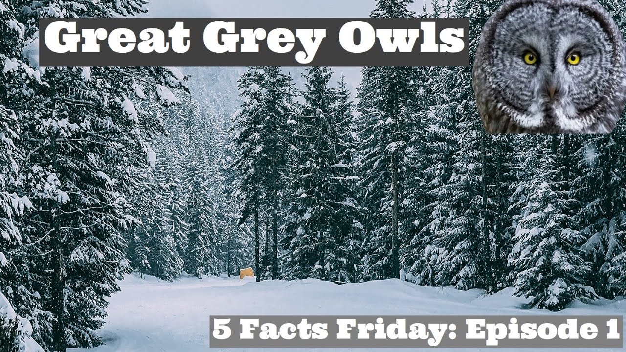 5 FACTS FRIDAY: Giant Great Grey Owls, Facts about Great Grey Owls