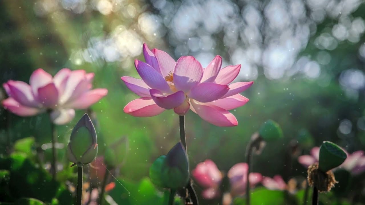 Traditional Iraqi Music |  موسيقى العراق العظيم | Relaxing Music