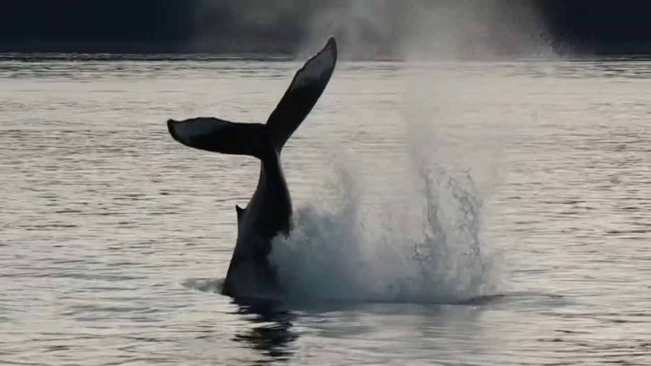 Orcas in Juneau and humpback whale Kelp