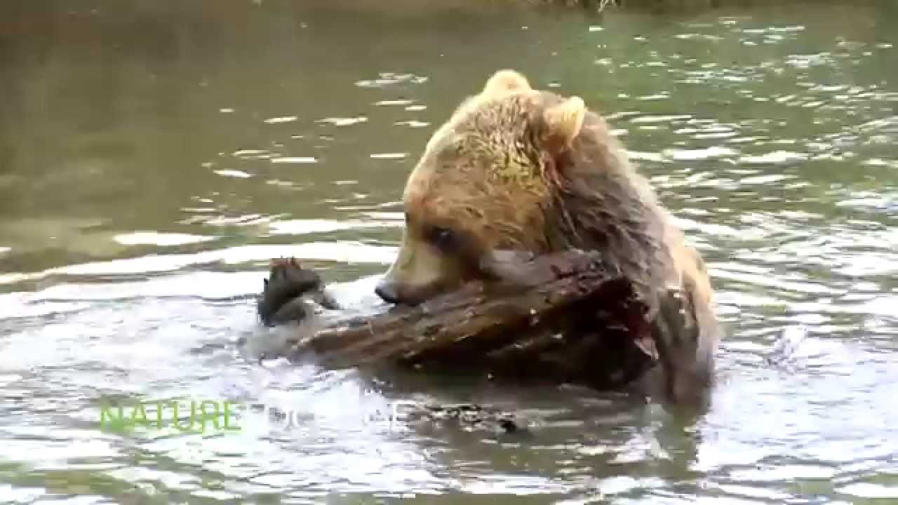 Nature Concepts - NatureFootage Stock Collection
