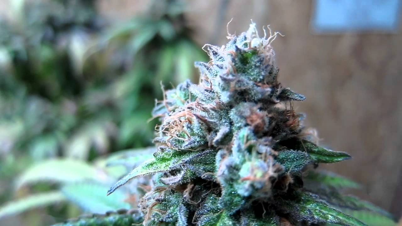 Vlad's Grow:  God's Gift Finish Video