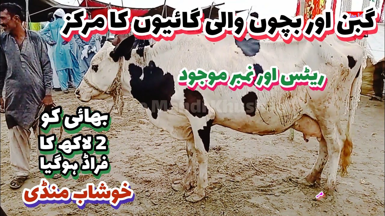 live deal sahiwal cow khushab mandi || Australian Friesian imported cow rates || Sahiwal Gaban Gain