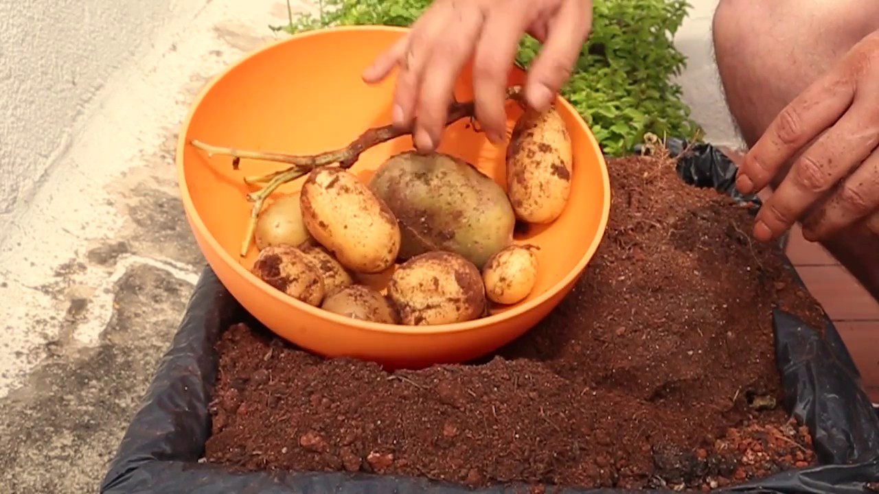 Cultivo de patatas en maceto huerto casero. Huerto urbano. Tutorial. 🍅🍏
