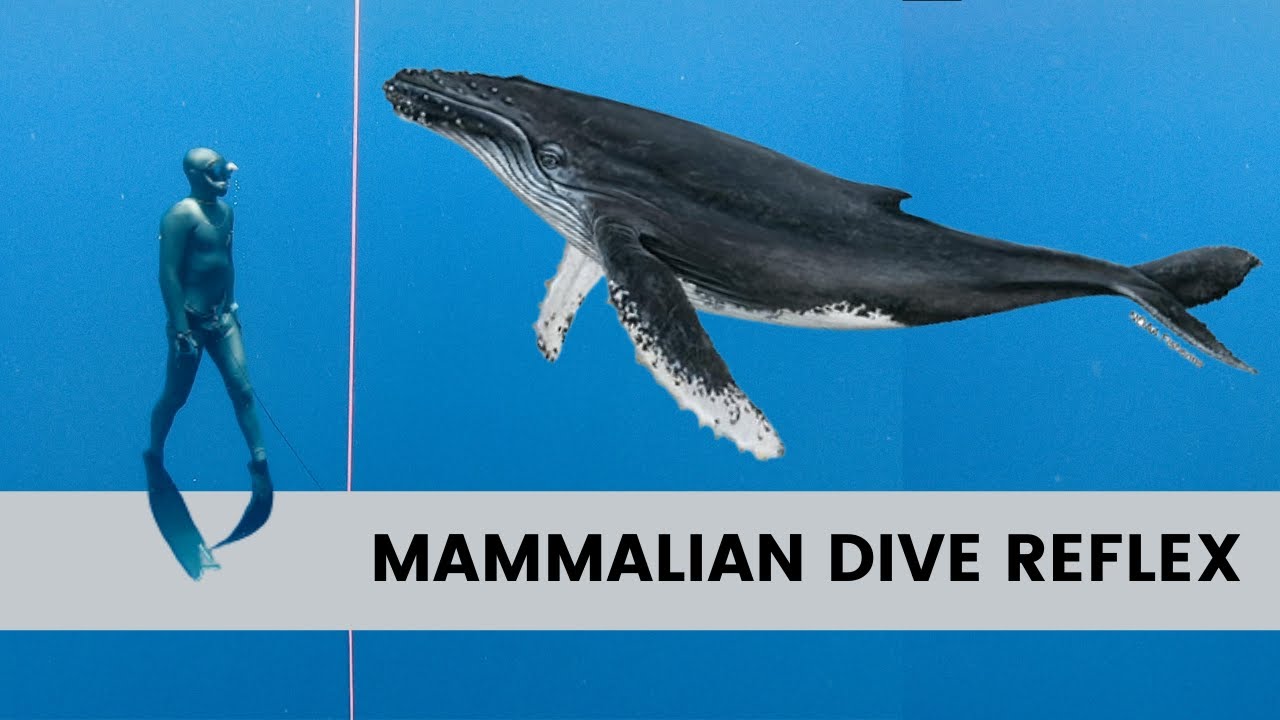 Every Freediver MUST Know About Mammalian Dive Reflex | Theory Part 7