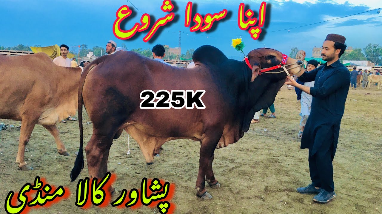 Peshawar Kala Mandi G.T Road Apna soda shuru bargaining live Maweshi Mandi Bakra Eid 2024