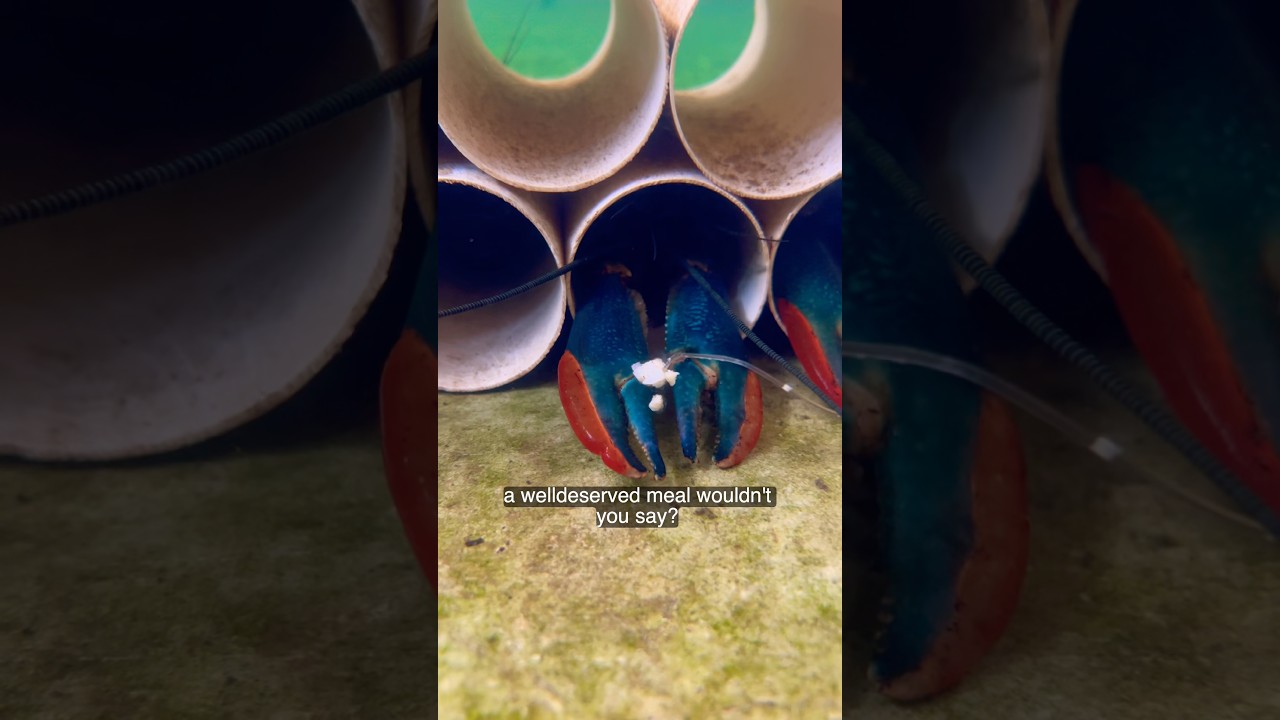 Freshwater crawfish get some food 