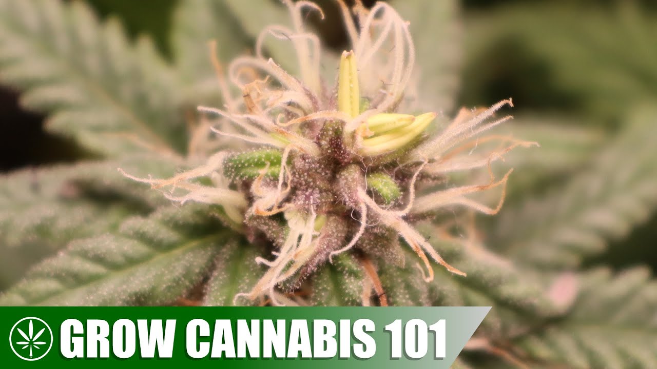 All-Natural Hermaphrodite Grow Log