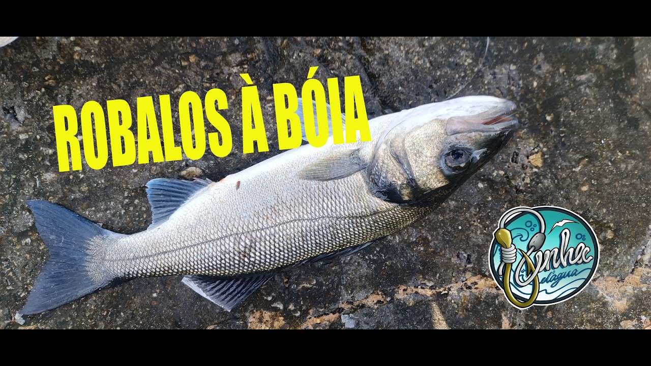 ROBALOS À BOIA -Seabass float fishing