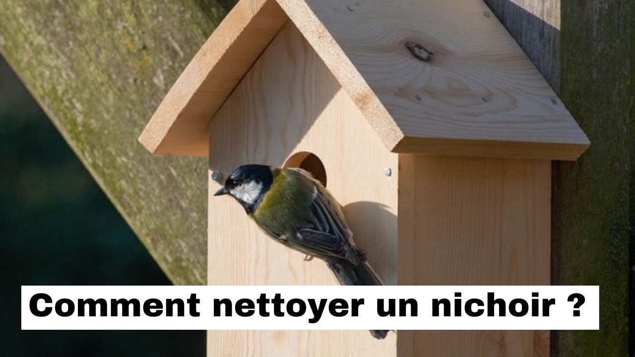 Comment nettoyer/entretenir un nichoir à oiseau ?