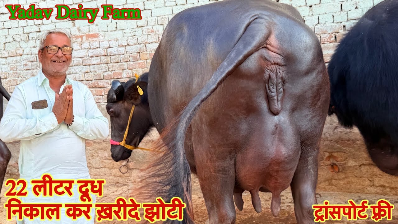 18 से 22 लीटर दूध तैयार की ✅ दूध निकाल कर ख़रीदे पशु 🏆20 Buffalo For Sale 😱एक से एक झोटिया 🎉#animals
