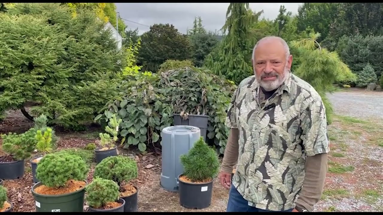Expert Plant Care Tips for Rare Conifers