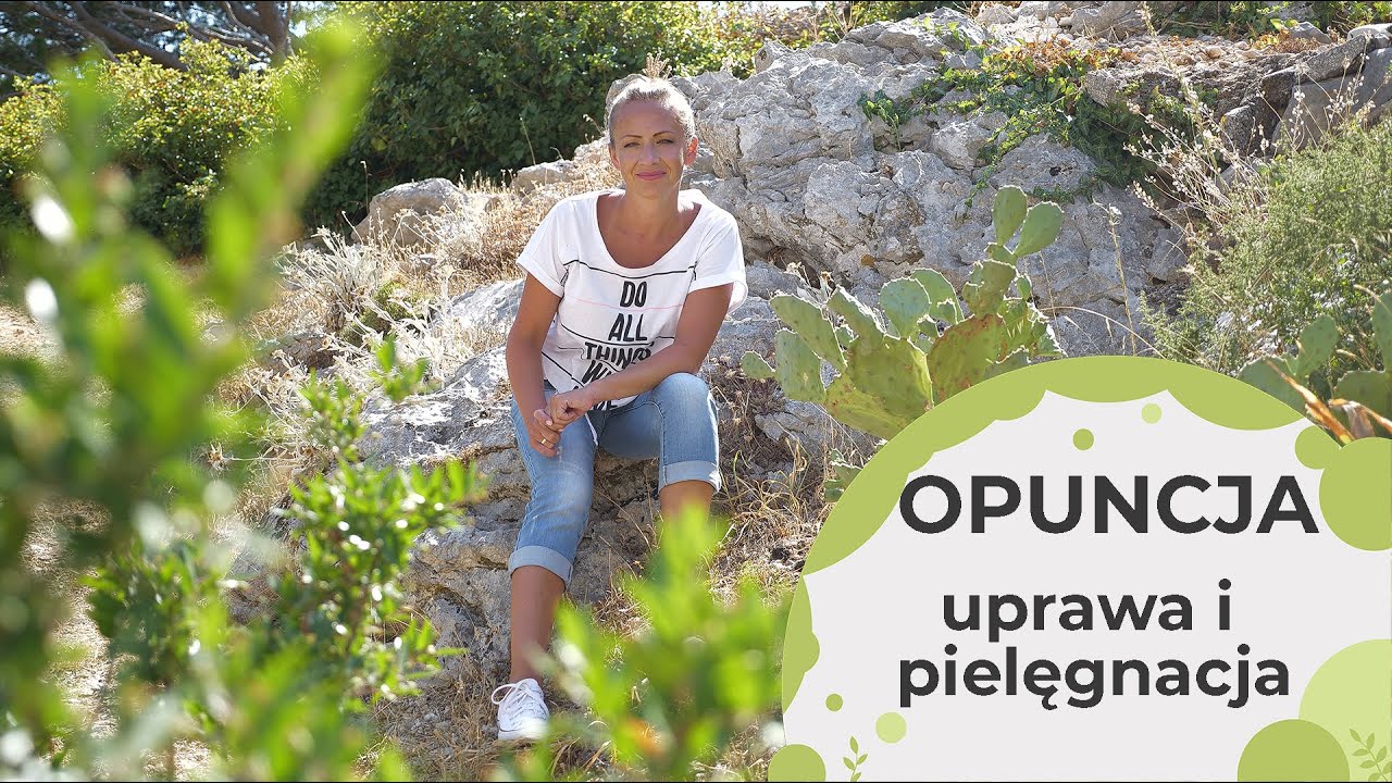 Kaktusy - Opuncja uprawa i pielęgnacja.