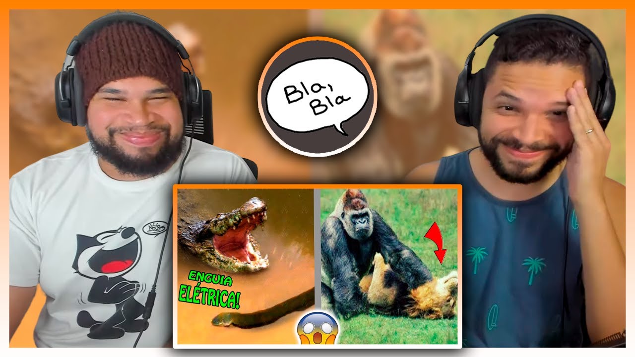 🔴 Quando os Animais Escolhem o Oponente Errado! | Fala de Tudo