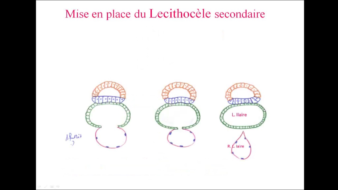 deuxième semaine du développement embryonnaire 2