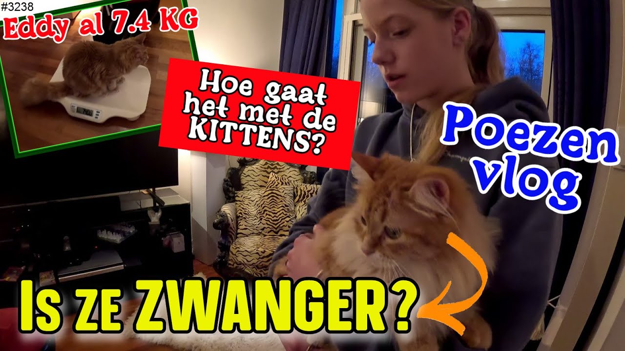 Onze MAINE COONS aan jullie laten zien. Zijn 2 POEZEN ZWANGER? En zijn de KITTENS GEGROEID?  #3238