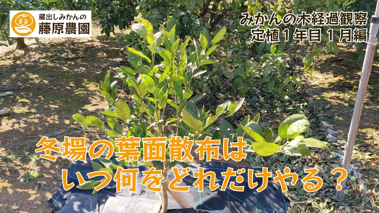 みかんの葉が黄色になった場合、冬場にできる対策は！？みかんの苗木成長観察。～定植１年目1月編～