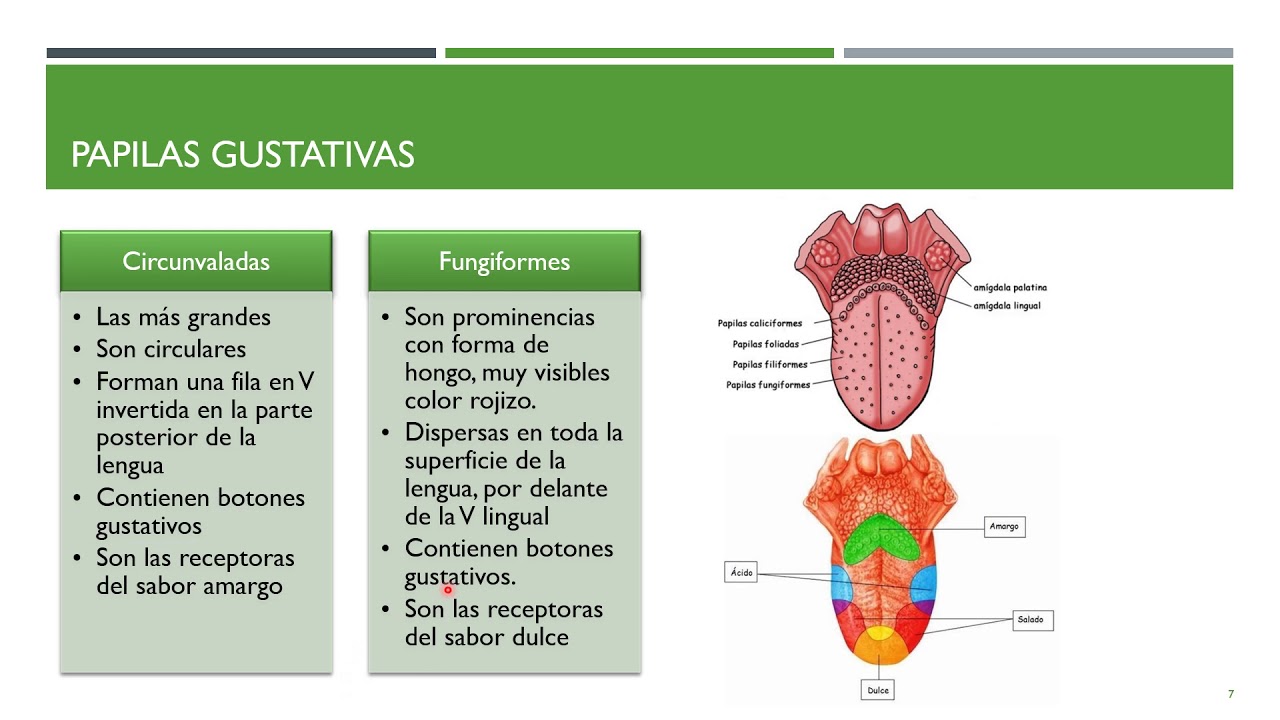 Anatomía y FIsiología del Gusto