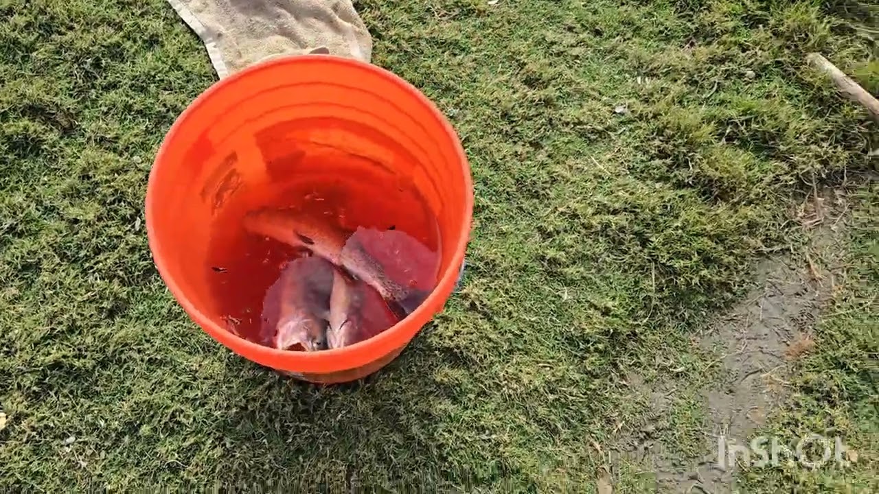 El Dorado Park fishing cot 5 trout long beach california