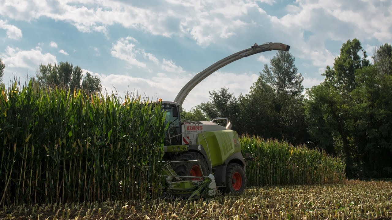 CLAAS Jaguar 980, 970, FENDT 939, 936, 930 TMS, 828, 818 | Chopping Corn | Agromeccanica Agliardi ᴴᴰ
