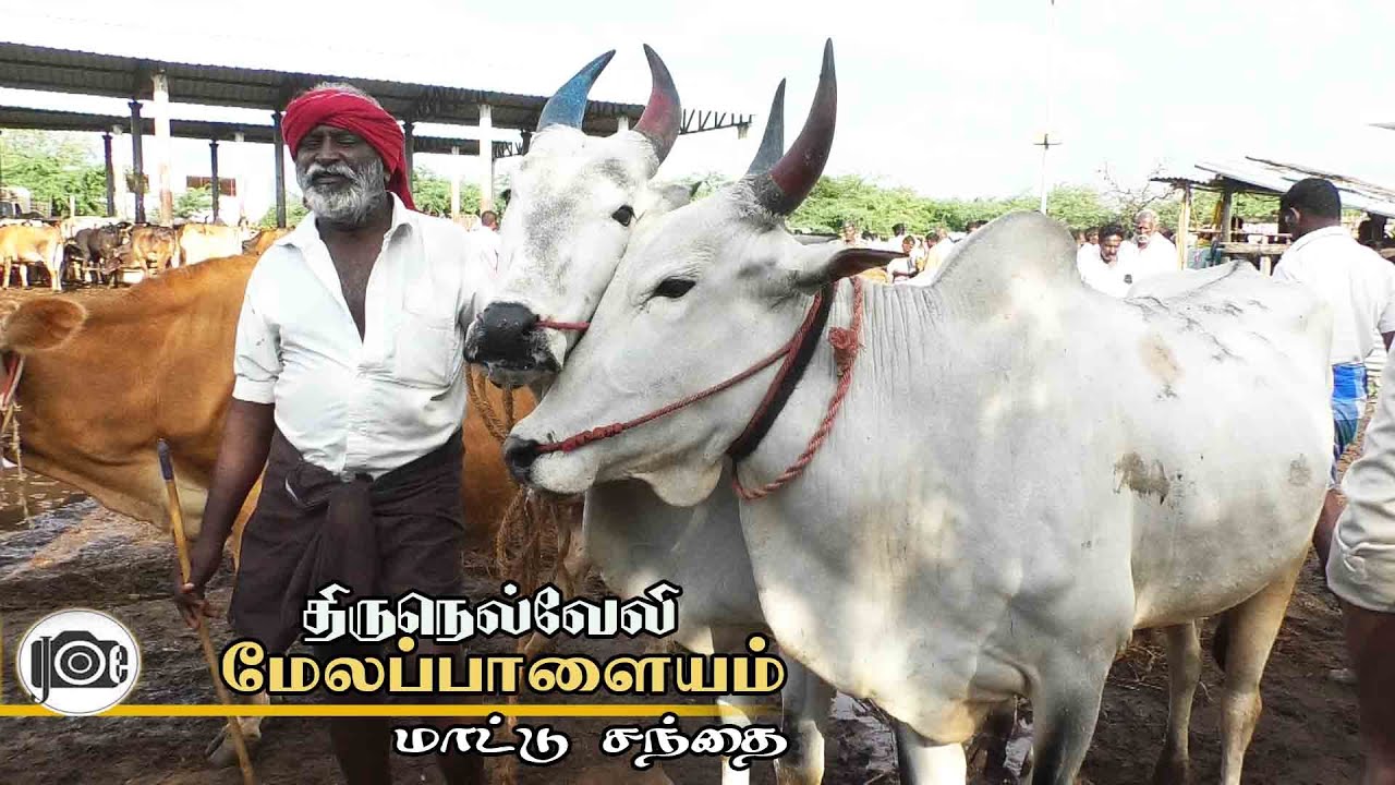 Melapalayam mattu santhai | மேலப்பாளையம் மாட்டு சந்தை