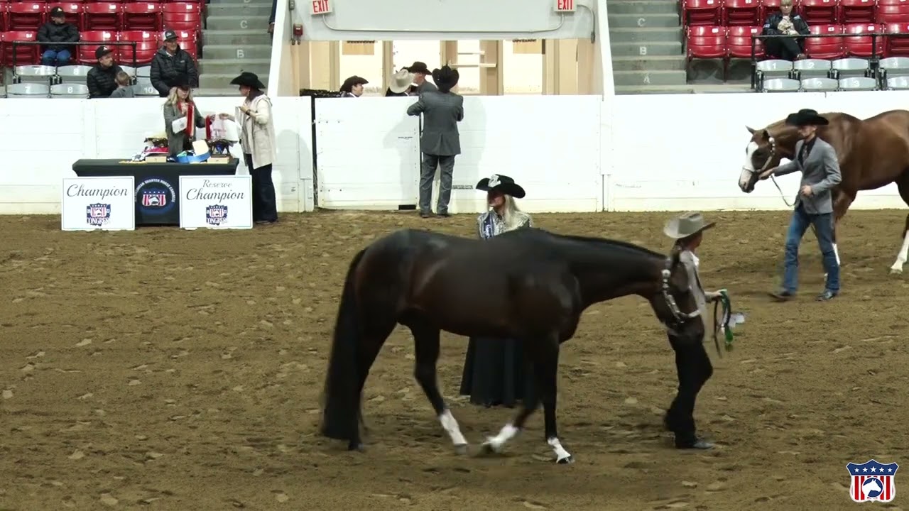 2023 Quarter Horse Congress Performance Halter Stallions Awards